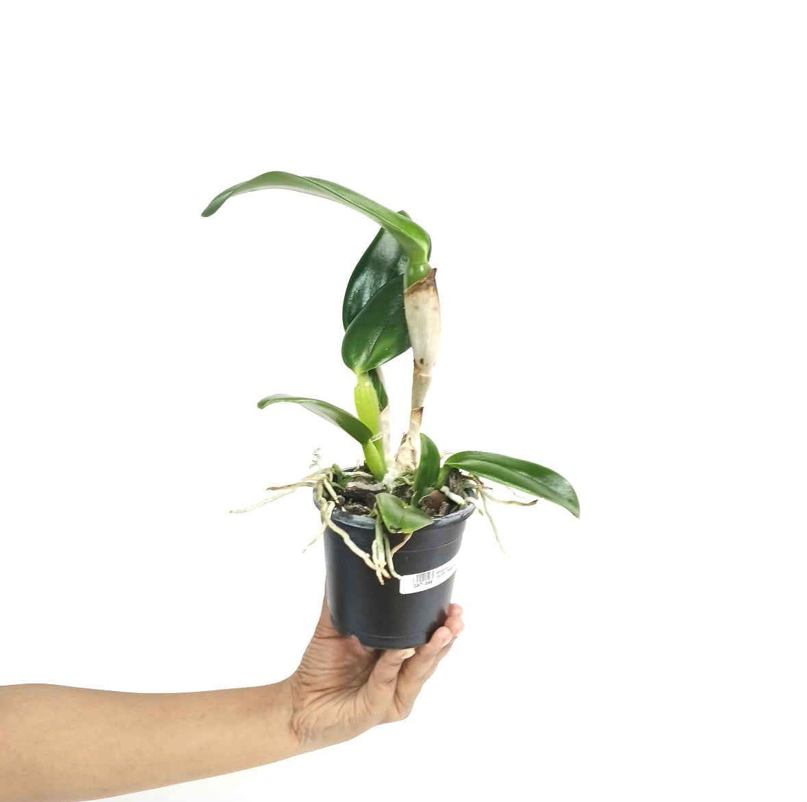 Cattleya (Rth.) Prakai Saed Orchid Plant - BS