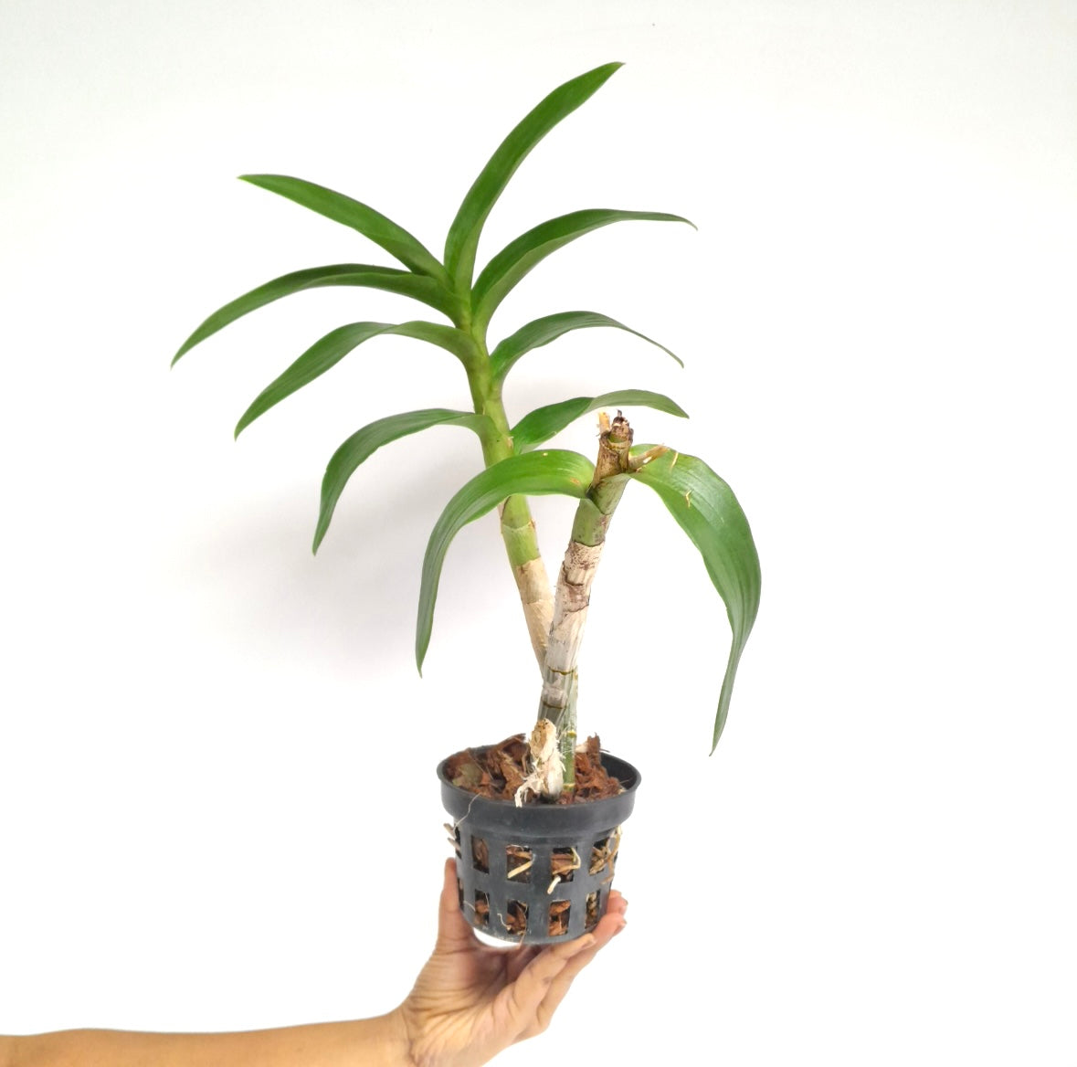 Dendrobium Splash Dark Edge Orchid Plant - BS