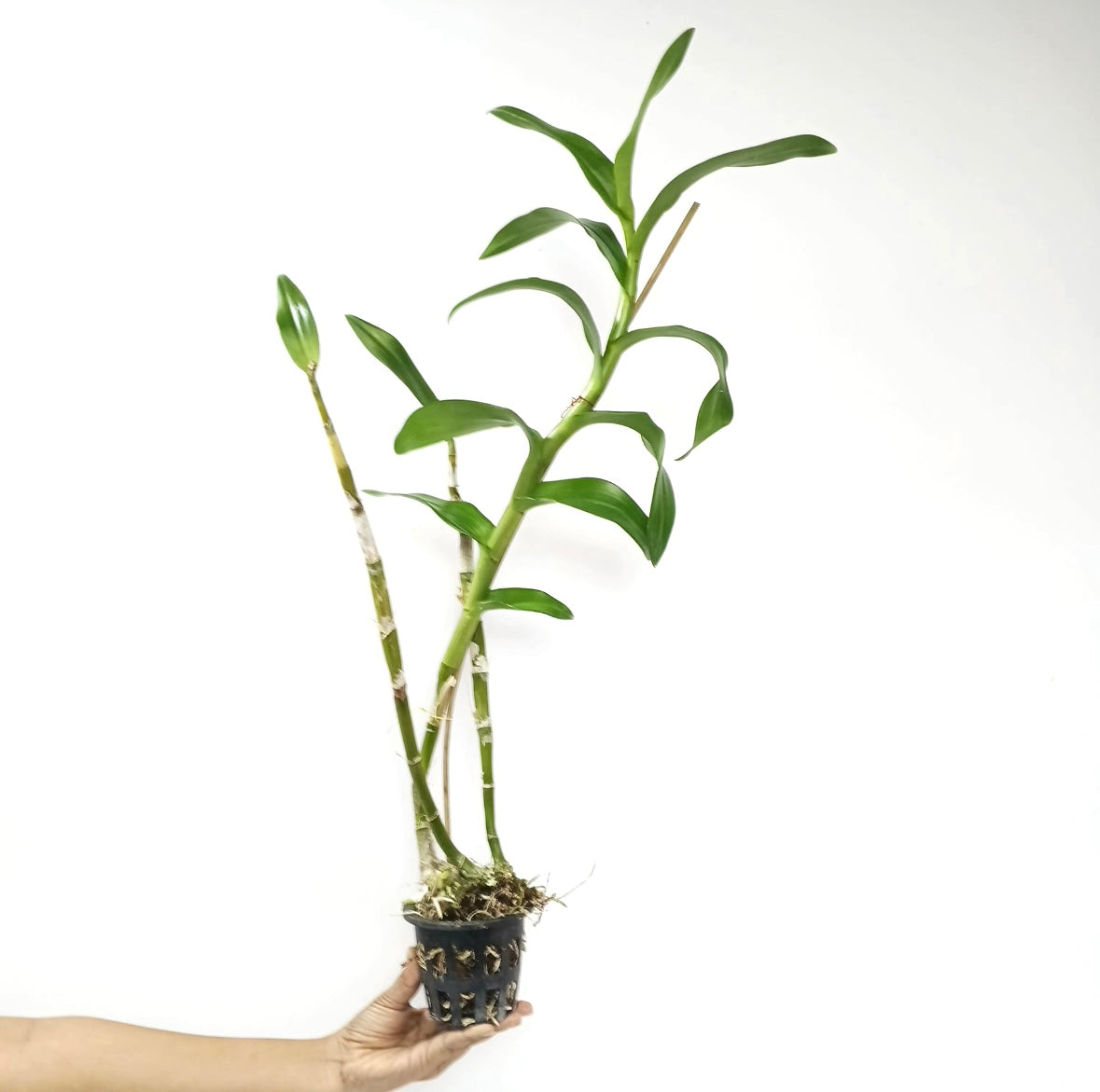 Dendrobium Caesar 4N Orchid plant - BS