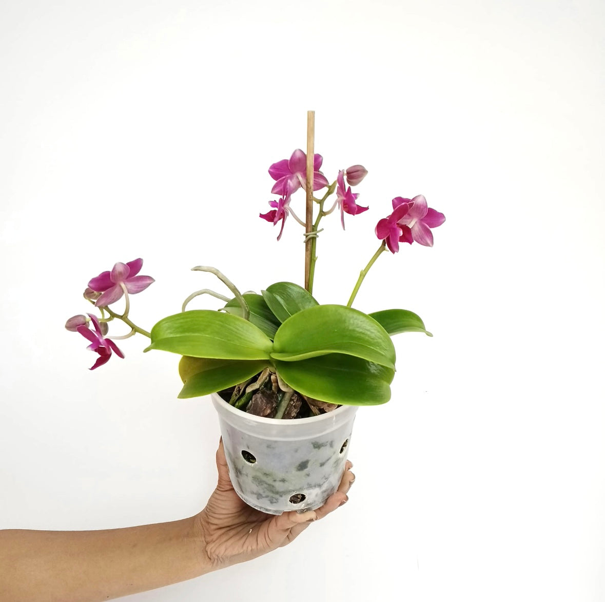 Phalaenopsis Lianher Happy Star orchid Plants - FF