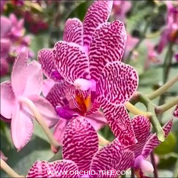 Phalaenopsis Mituo Sun x Lyndon Coral Grosbeak - FF