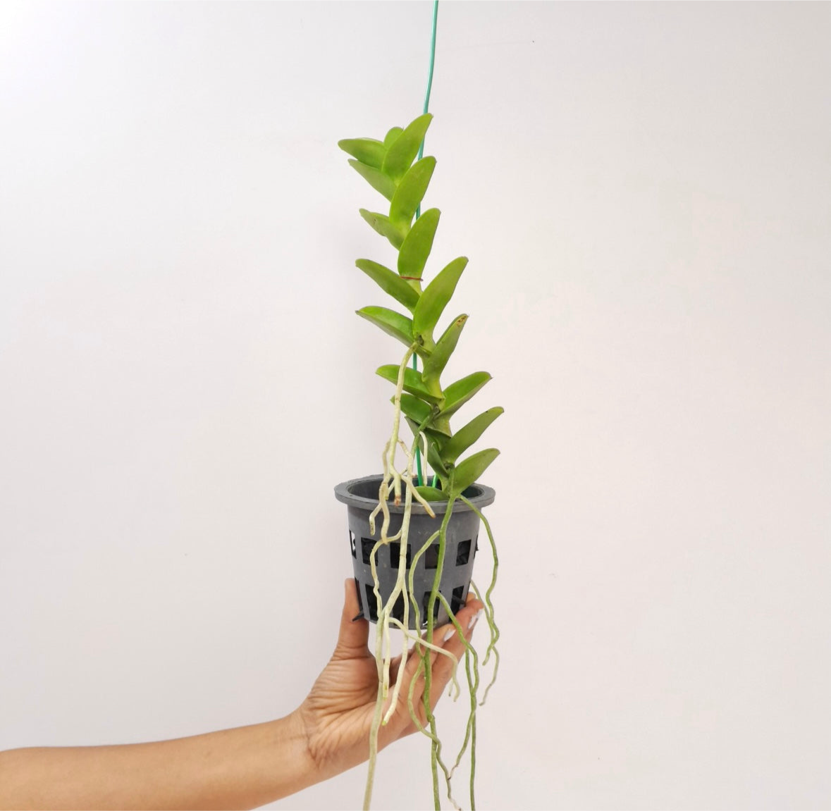 Trichoglottis philippinensis var. brachiata sp. Orchid Plant - BS