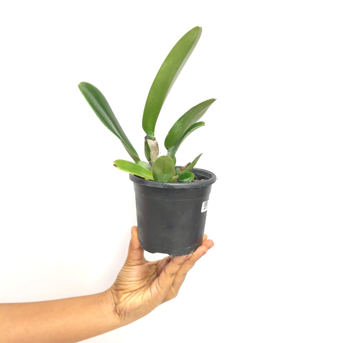 Cattleya Joao Antonio Nicole Velvet Orchid Plant - BS