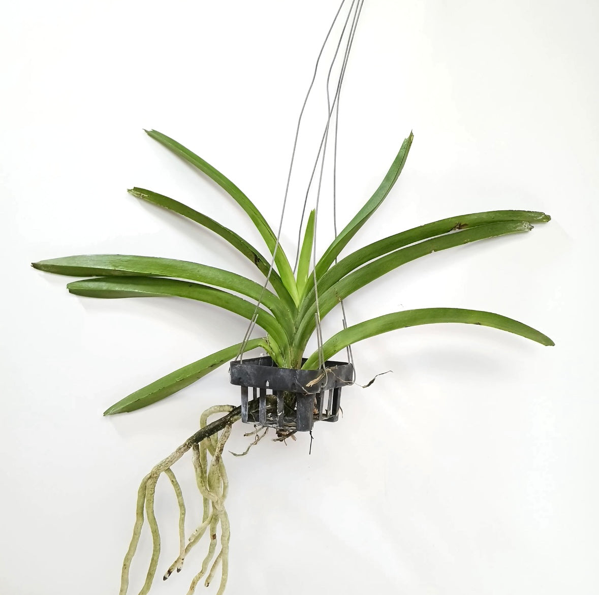 Vanda Kultana Blue Violet Orchid - BS