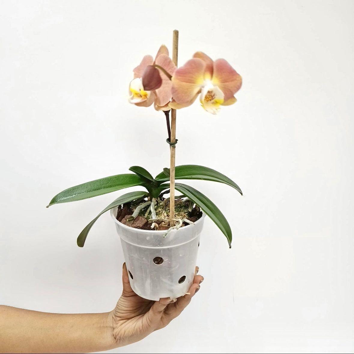 Phalaenopsis Harck Salmon Orchid Plant - FF