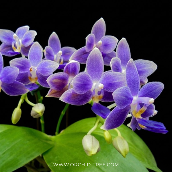 Phalaenpsis Equalacea Orchid Plant - NBS