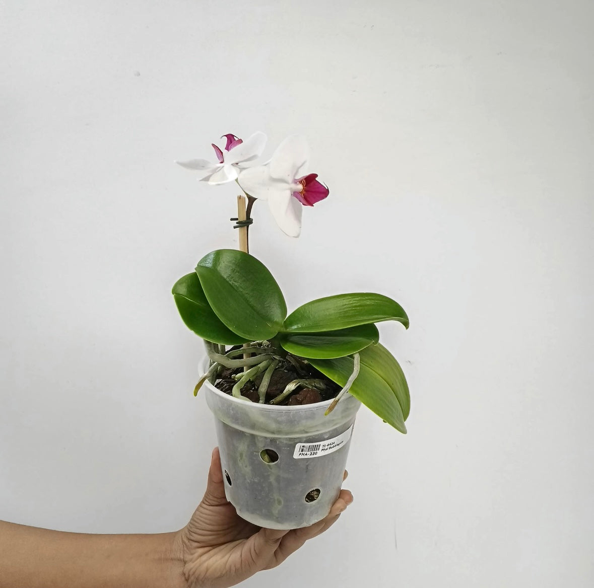 Phalaenopsis Bubblegum Orchid Plant - FF (Two open Flower)
