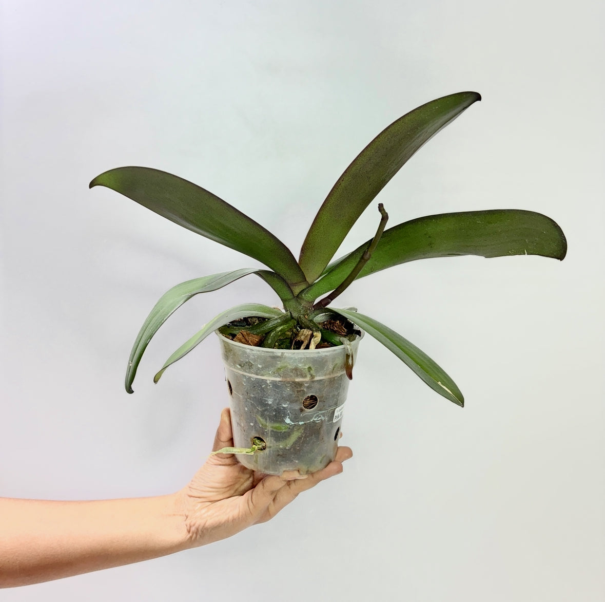 Phalaenopsis Shu Long Ruby Orchid Plant - FF