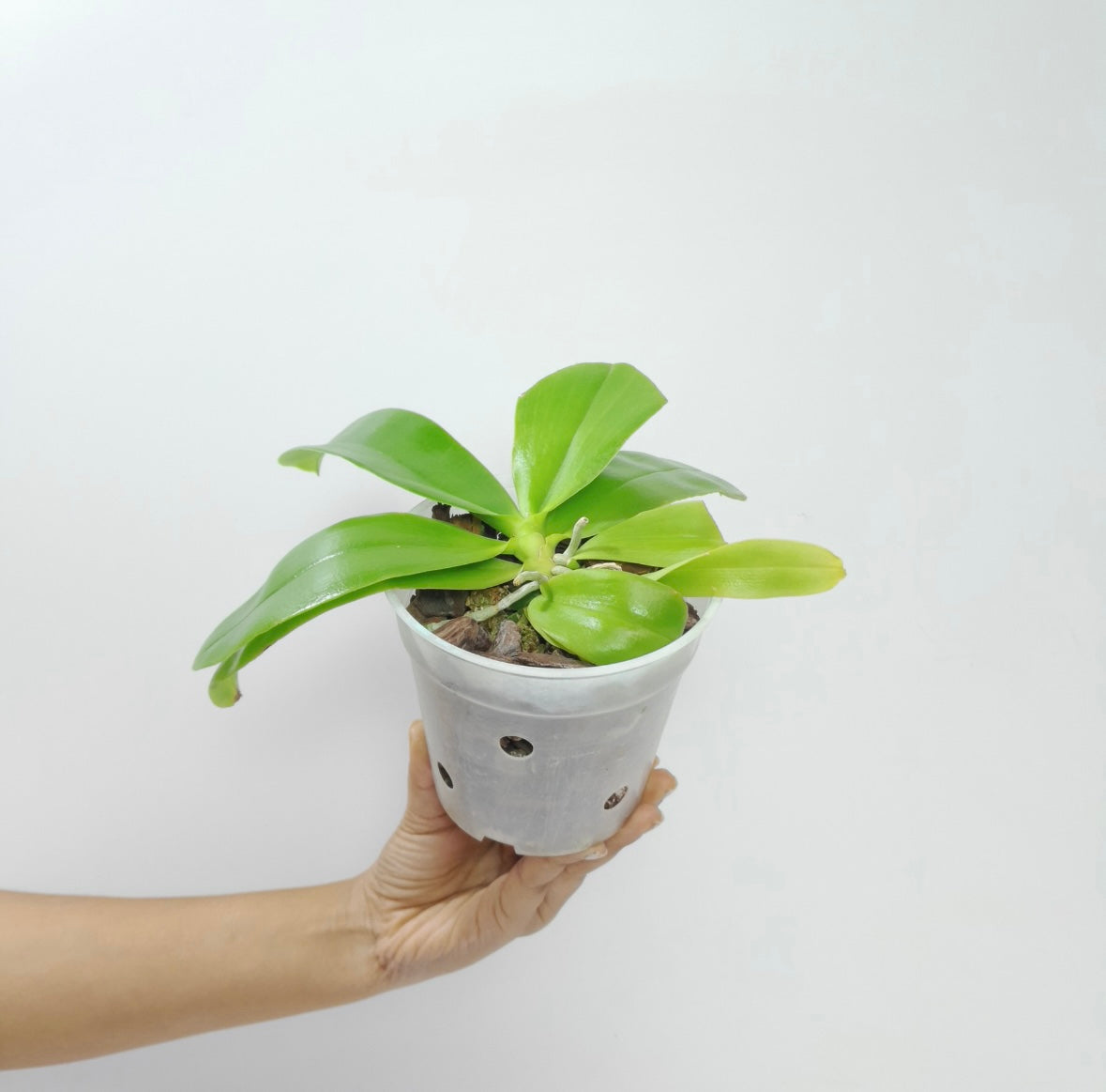 Phalaenopsis violacea var. indigo red 'MIKI' Orchid Plant - BS