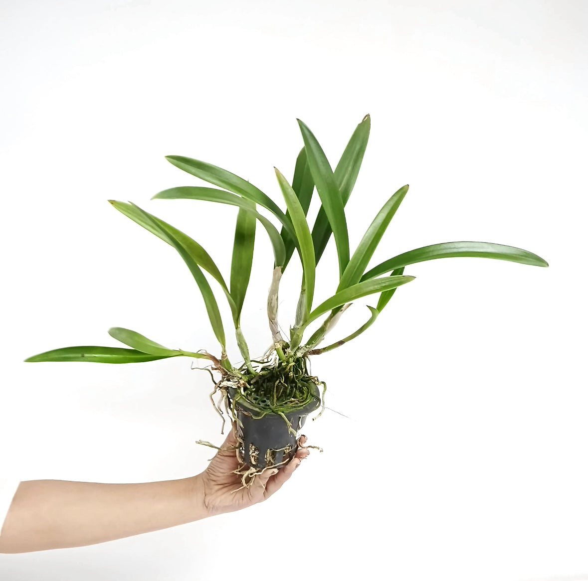 Encyleyvola Jairak Crimson Star Orchid Plant - BS