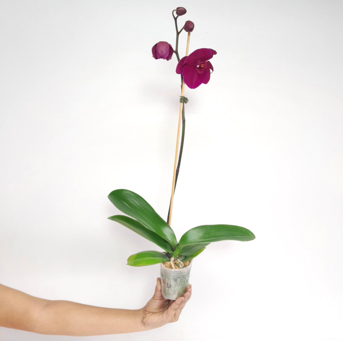 Phalaenopsis Lianher Super Red Orchid Plant - FF (Open Flowers)