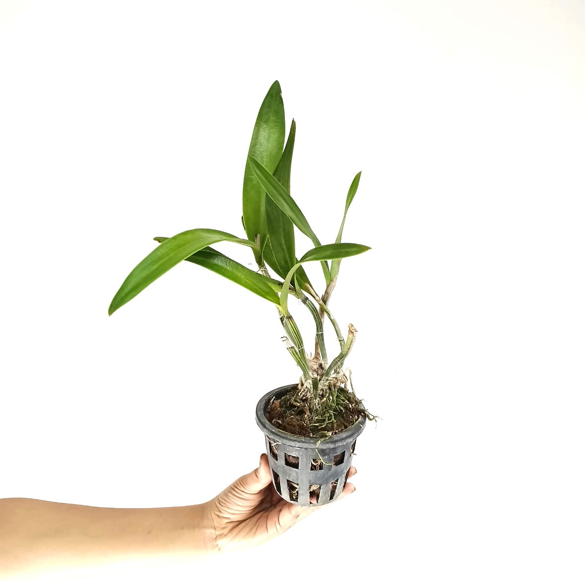 Cattleya (Hknsa.) Sogo Doll 'Little Angel' Orchid Plant - BS
