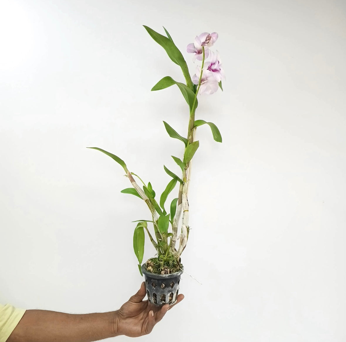 Dendrobium Cookie Pink Orchid Plant - FF
