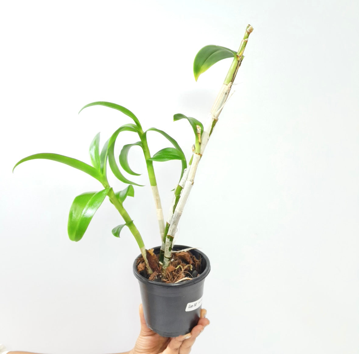 Dendrobium Panjarat Pink Orchid Plant - BS