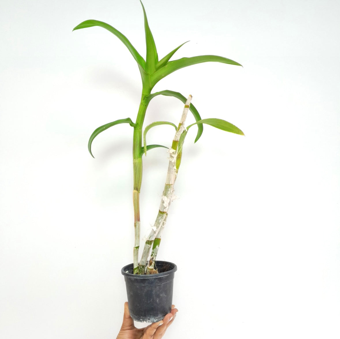 Dendrobium Dragon Beauty Orchid Plant - BS