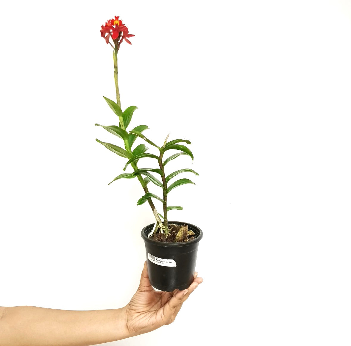 Epidendrum Big Red Orchid Plant - BS