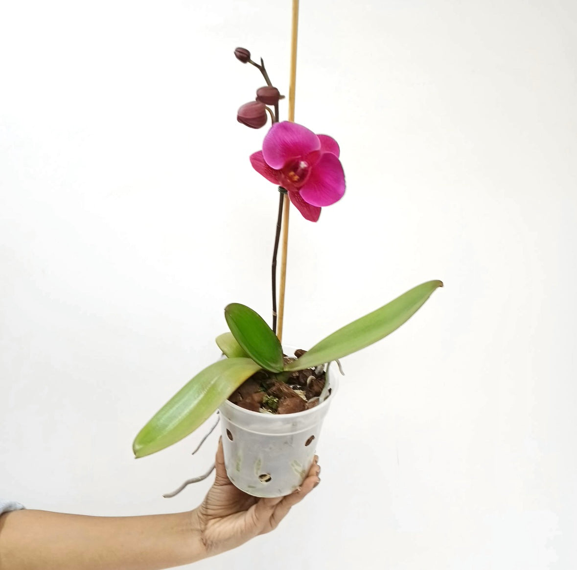 Phalaenopsis Lianher Blush Orchid Plant - FF