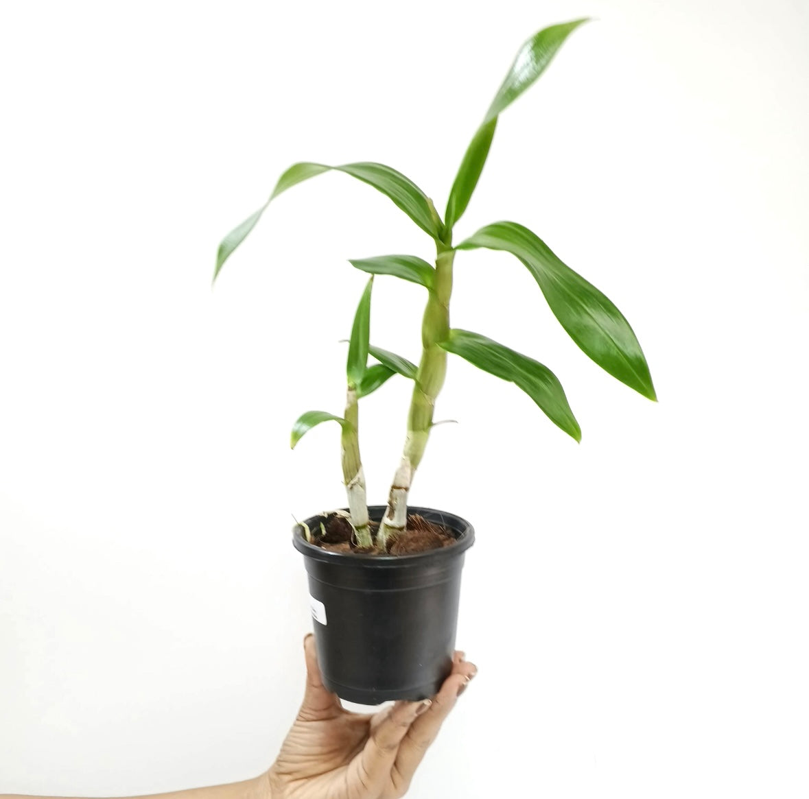 Dendrobium Glory White x Sirirattana Orchid Plant - FF