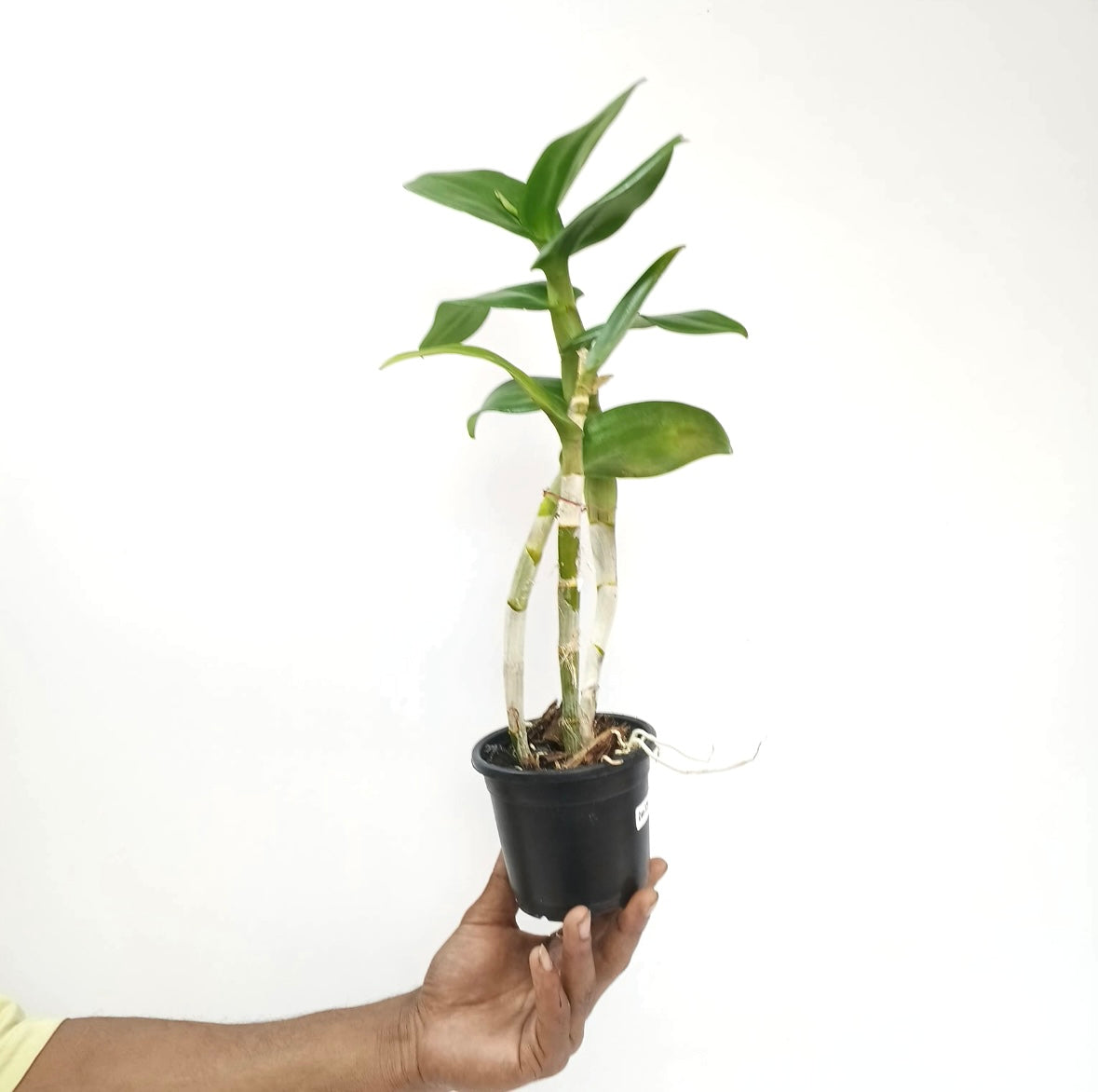 Dendrobium Burana Orchid plant - FF