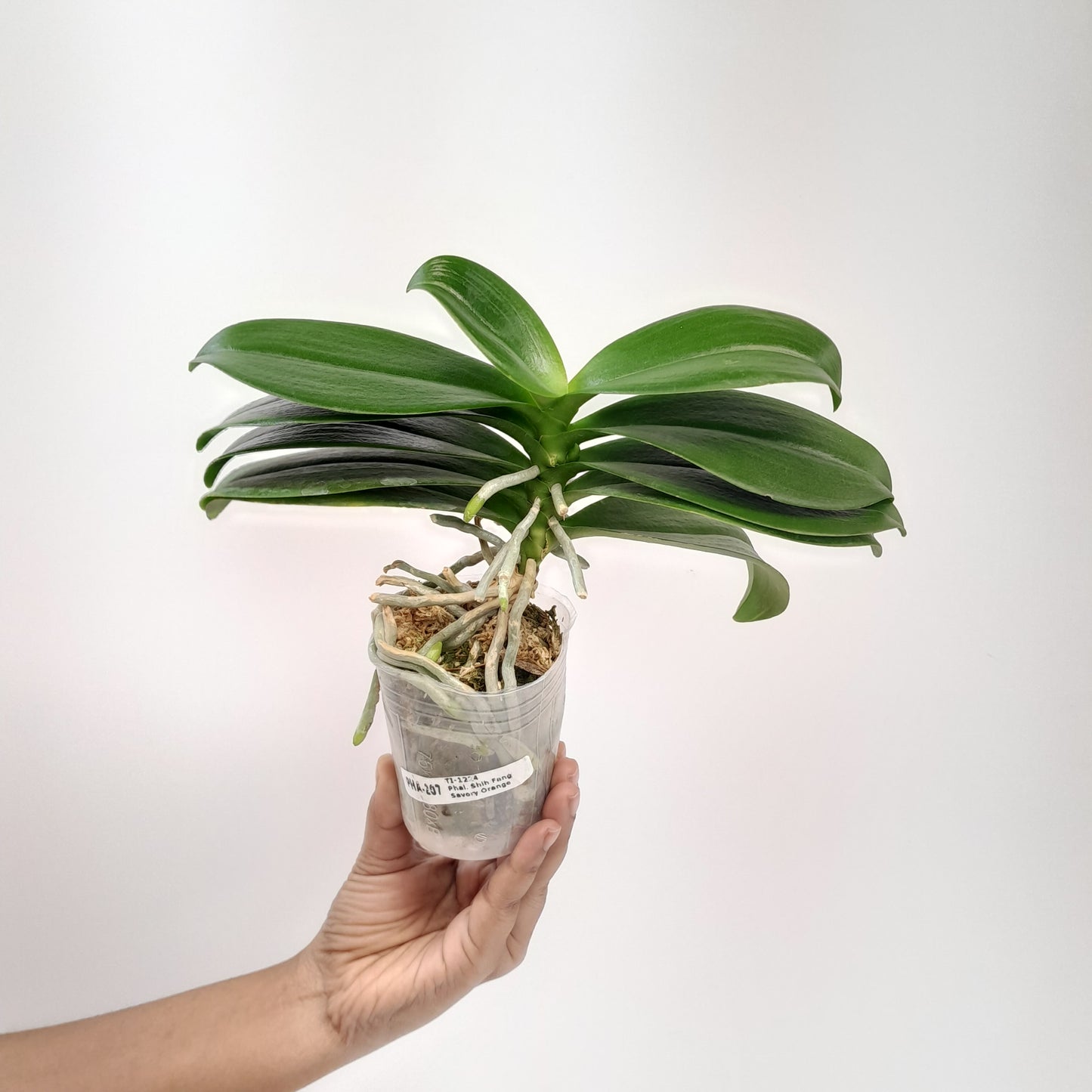 Phalaenopsis Shih Fang Savory Orange Orchid Plant - FF (emerging spike)