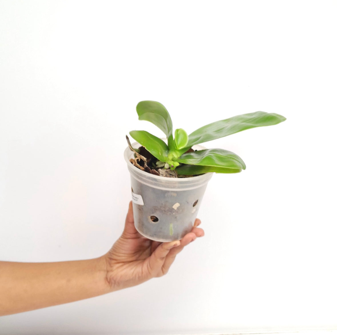Phalaenopsis Gentle Love x Summer Pretty Orchid Plant - FF