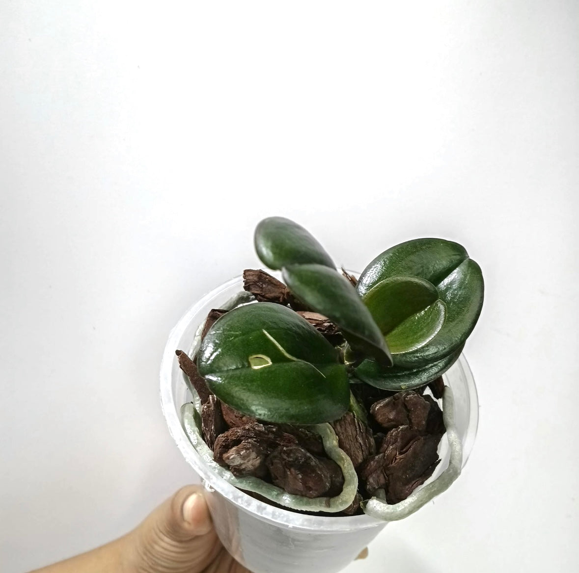 Phalaenopsis I-Hsin Yellow Leopard Orchid Plant - MS