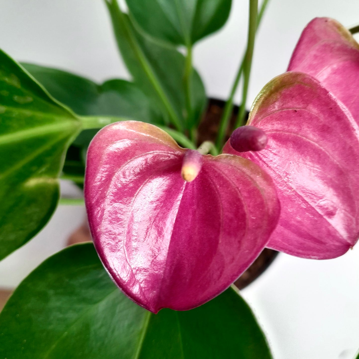 Anthurium Mini Purple - FF - Buy Orchids Plants Online by Orchid-Tree.com