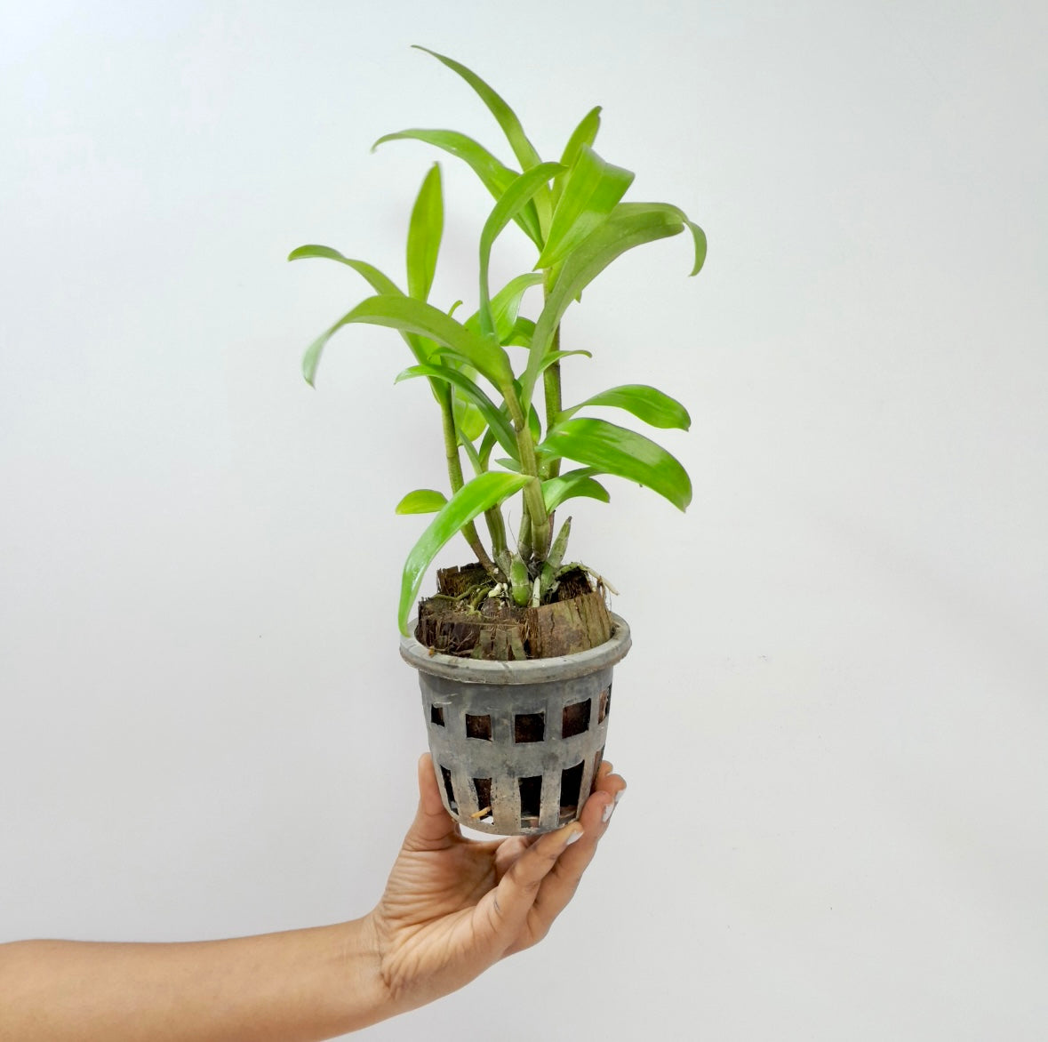 Dendrobium (Frosty Dawn x Dawn Maree) Orange Orchid Plant - BS