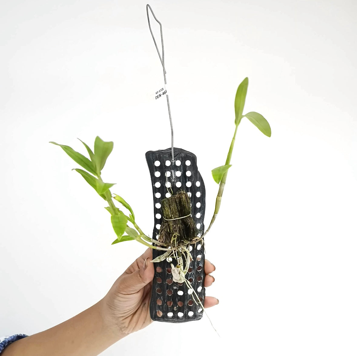 Dendrobium unicum sp. Orchid Plant - BS