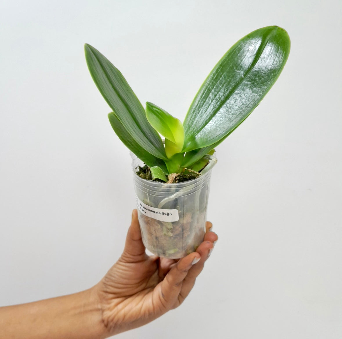 Phalaenopsis Sogo Pony Orchid Plant - BS