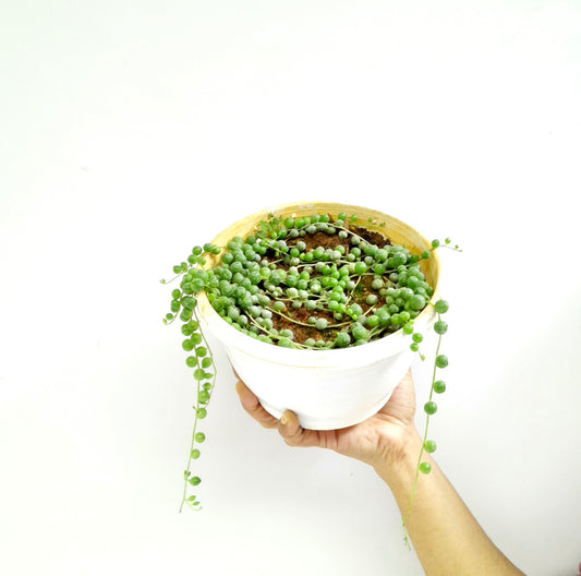 String of Pearls | Indoor / Outdoor Plant