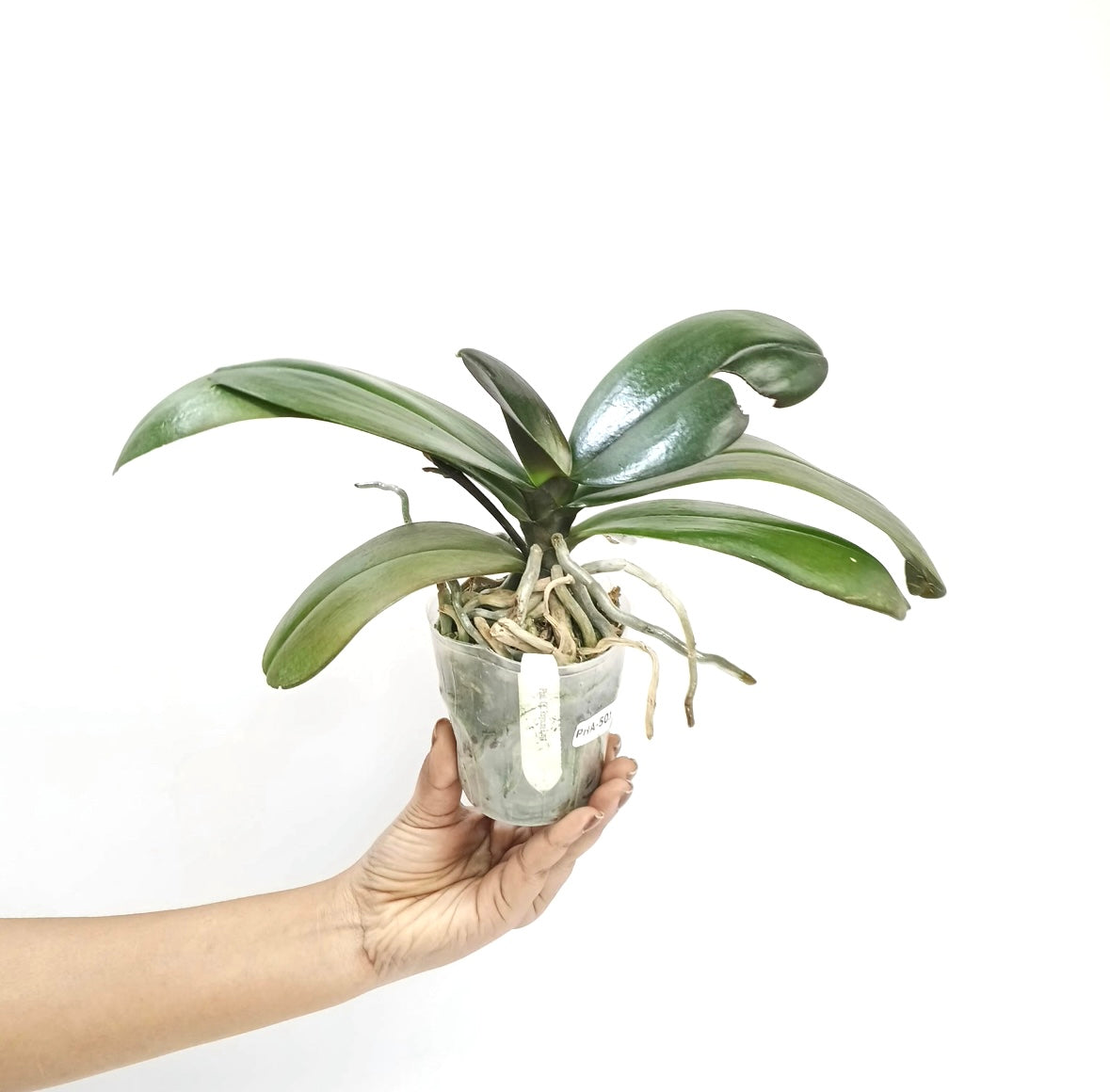 Phalaenopsis GC Reyoung Lava Orchid Plant - BS