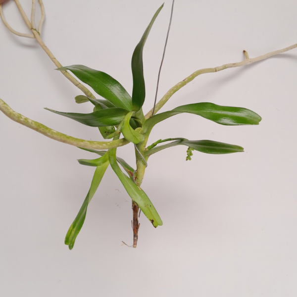 Aerides odoratum sp. Orchid Plant- FF