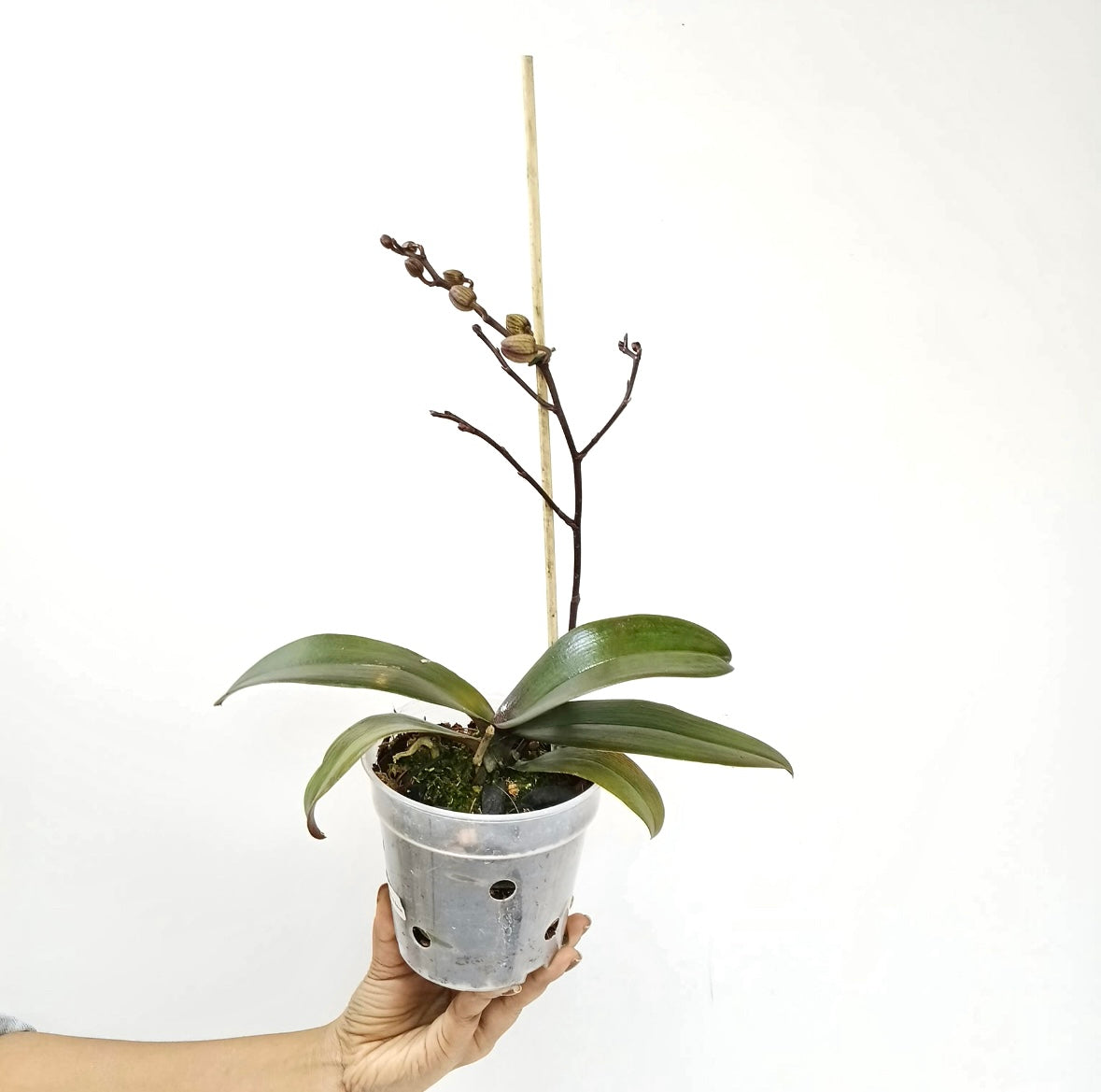 Phalaenopsis Beauty and Beast Orchid Plant - FF
