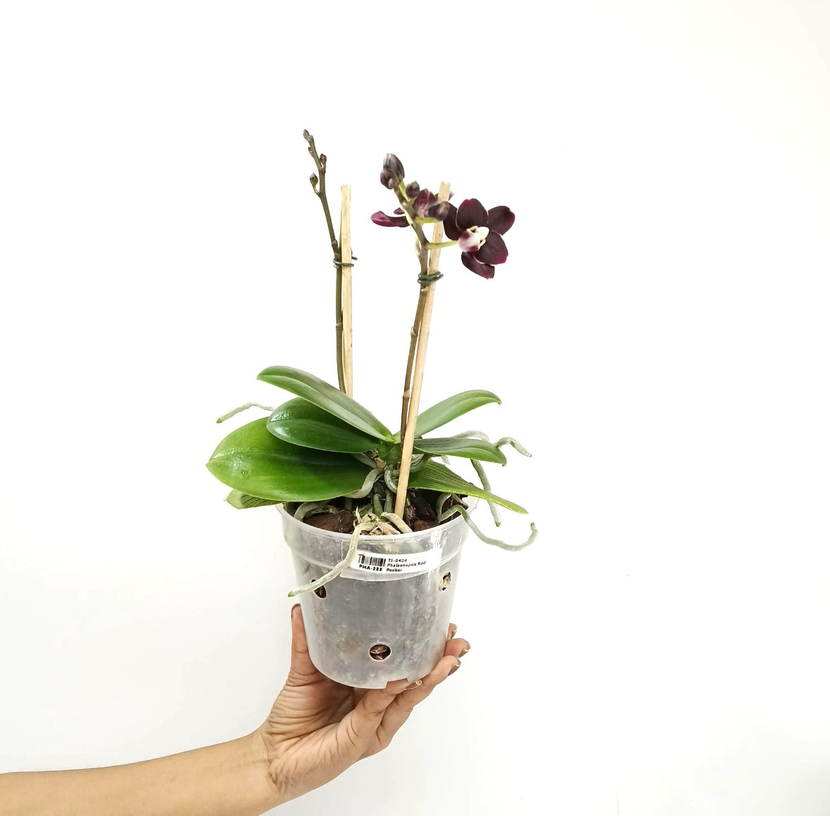 Phalaenopsis Red Peoker Orchid Plant - FF