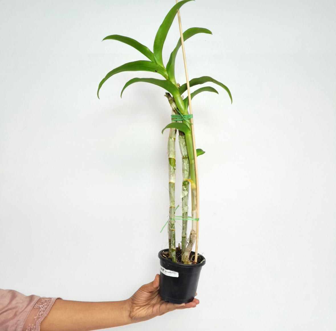 Dendrobium Jumbo Pink Orchid Plant - FF