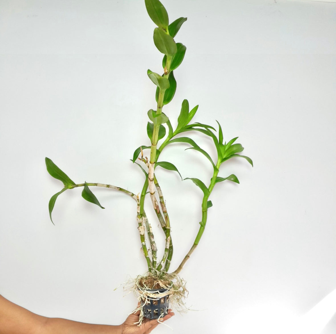 Dendrobium Caesar 4N Orchid plant - BS
