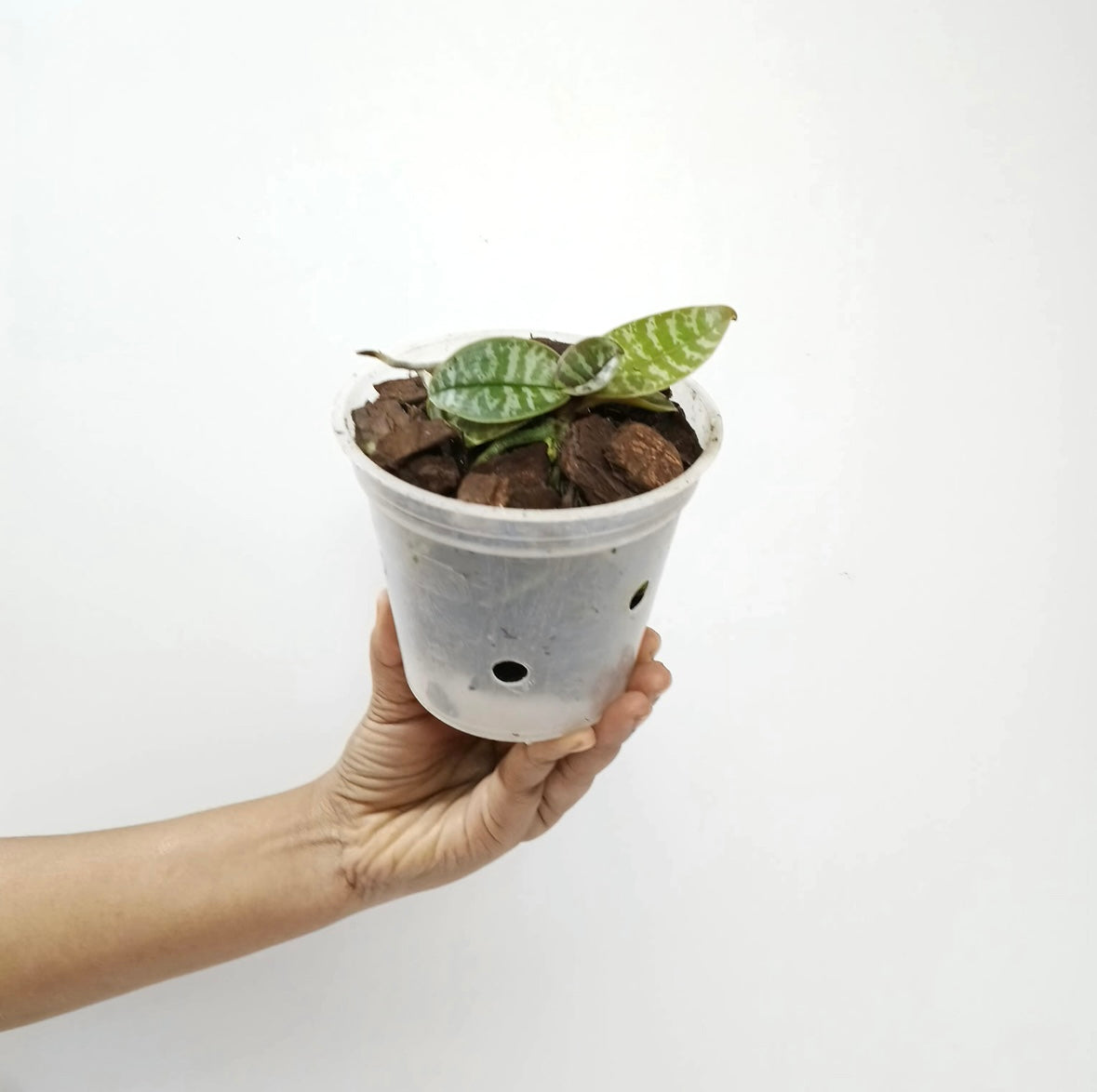 Phalaenopsis schilleriana sp. Orchid Plant - SS