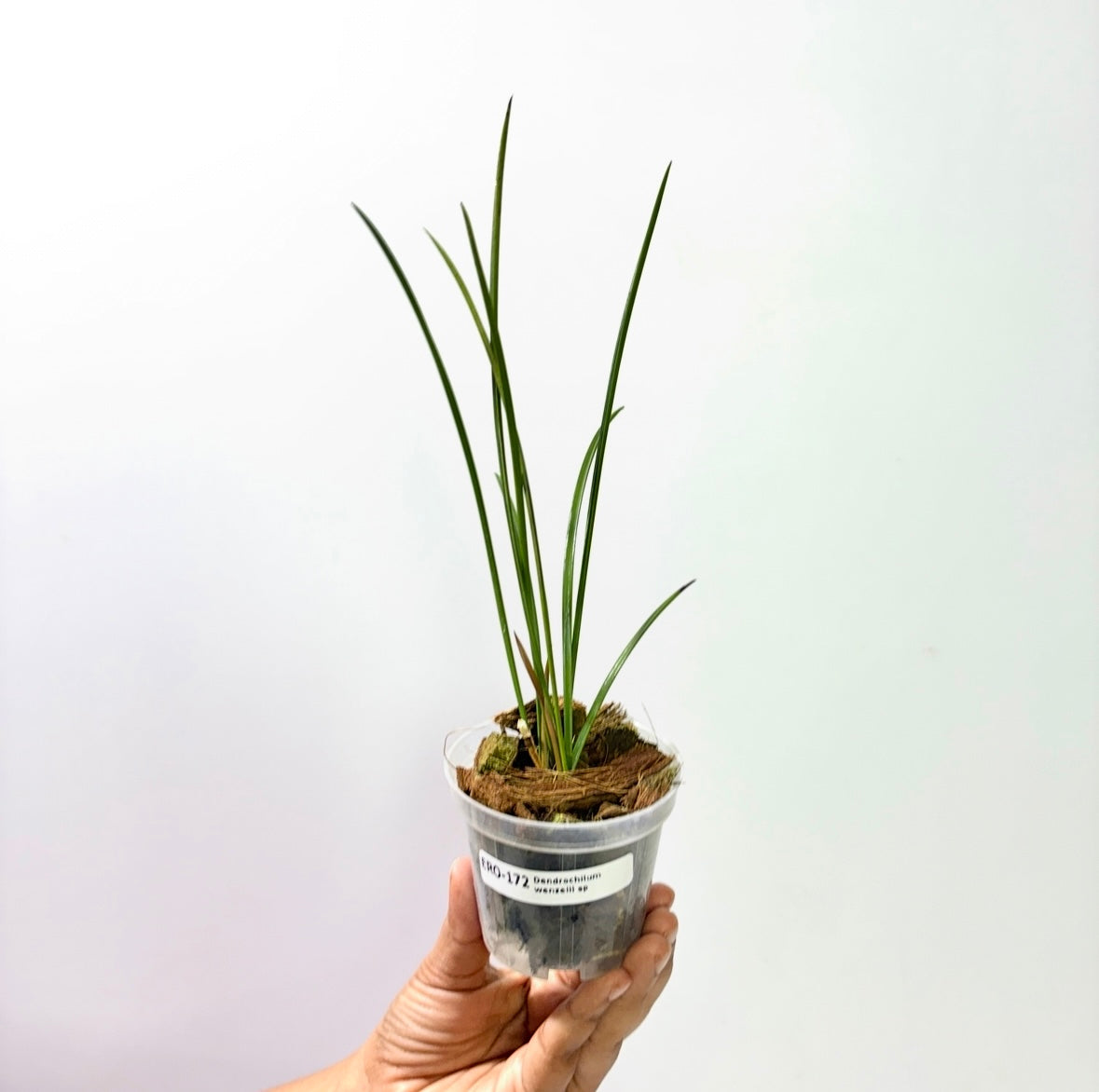Dendrochilum wenzelii sp. Orchid Plant - BS