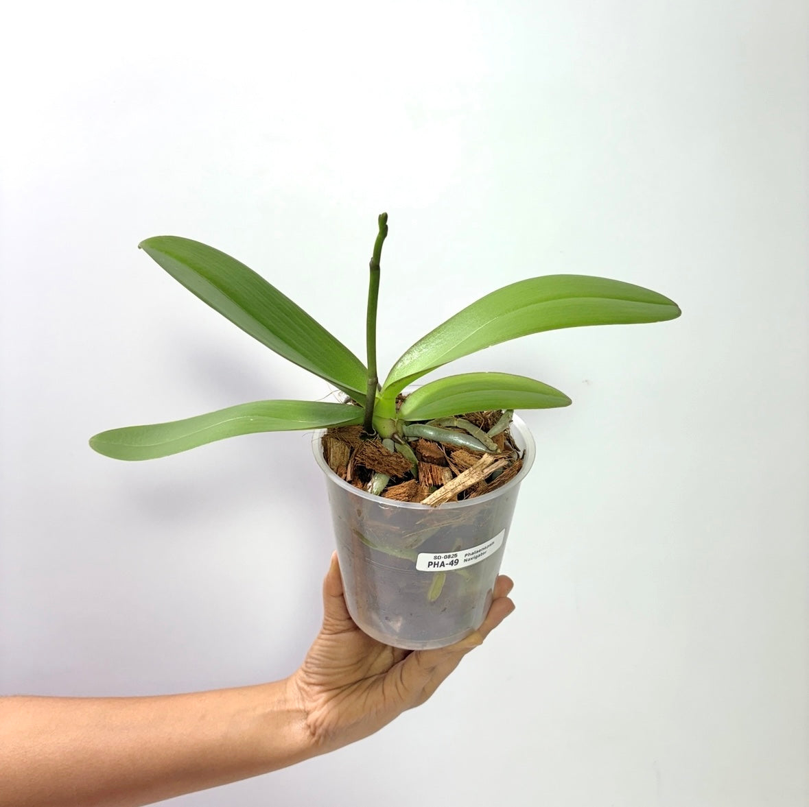 Phalaenopsis Navigator Orchid Plant - FF