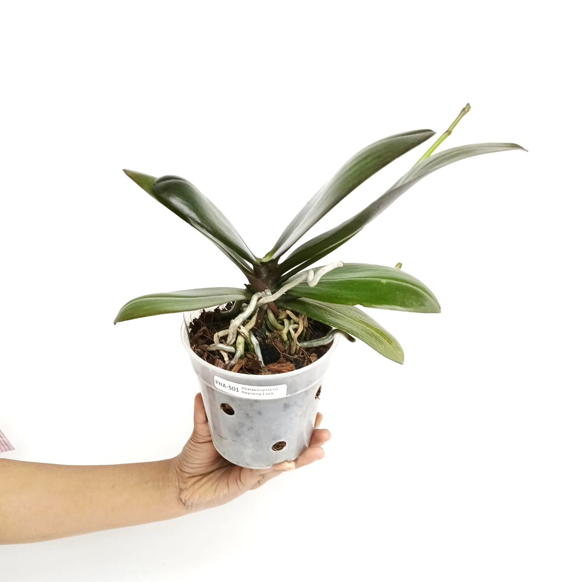 Phalaenopsis GC Reyoung Lava Orchid Plant - FF