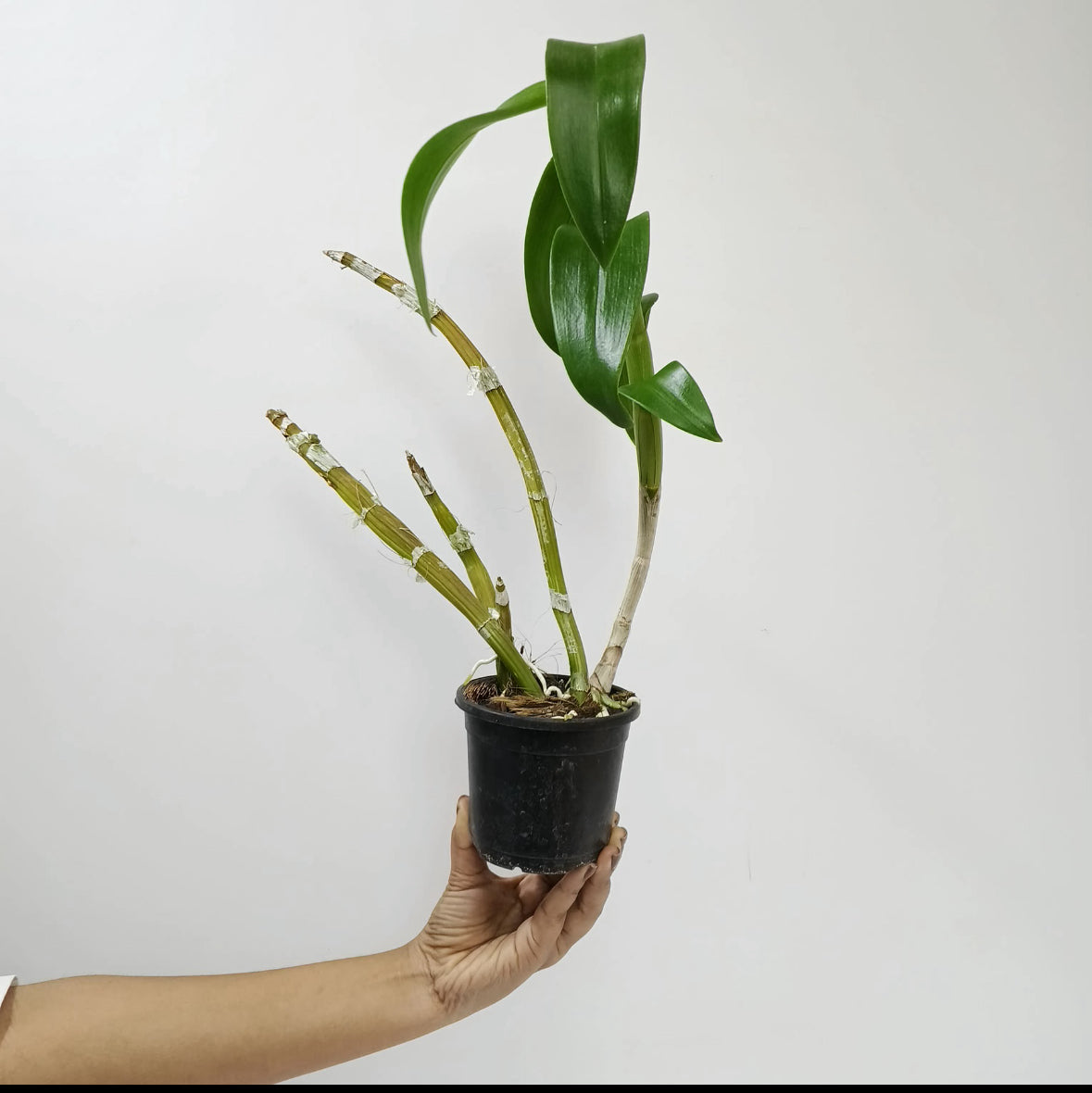 Dendrobium Panjarat Pink Orchid Plant - BS