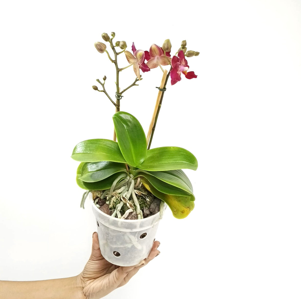 Phalaenopsis Tying Shin Sweet Girl Orchid Plant - FF