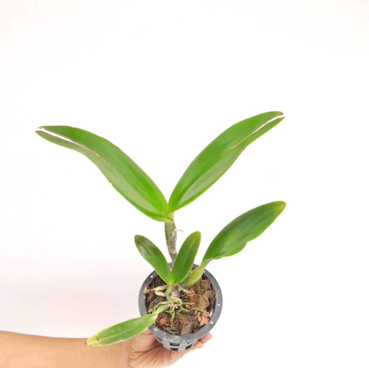 Cattleya Yen Corona 'Genie' Orchid Plant - BS