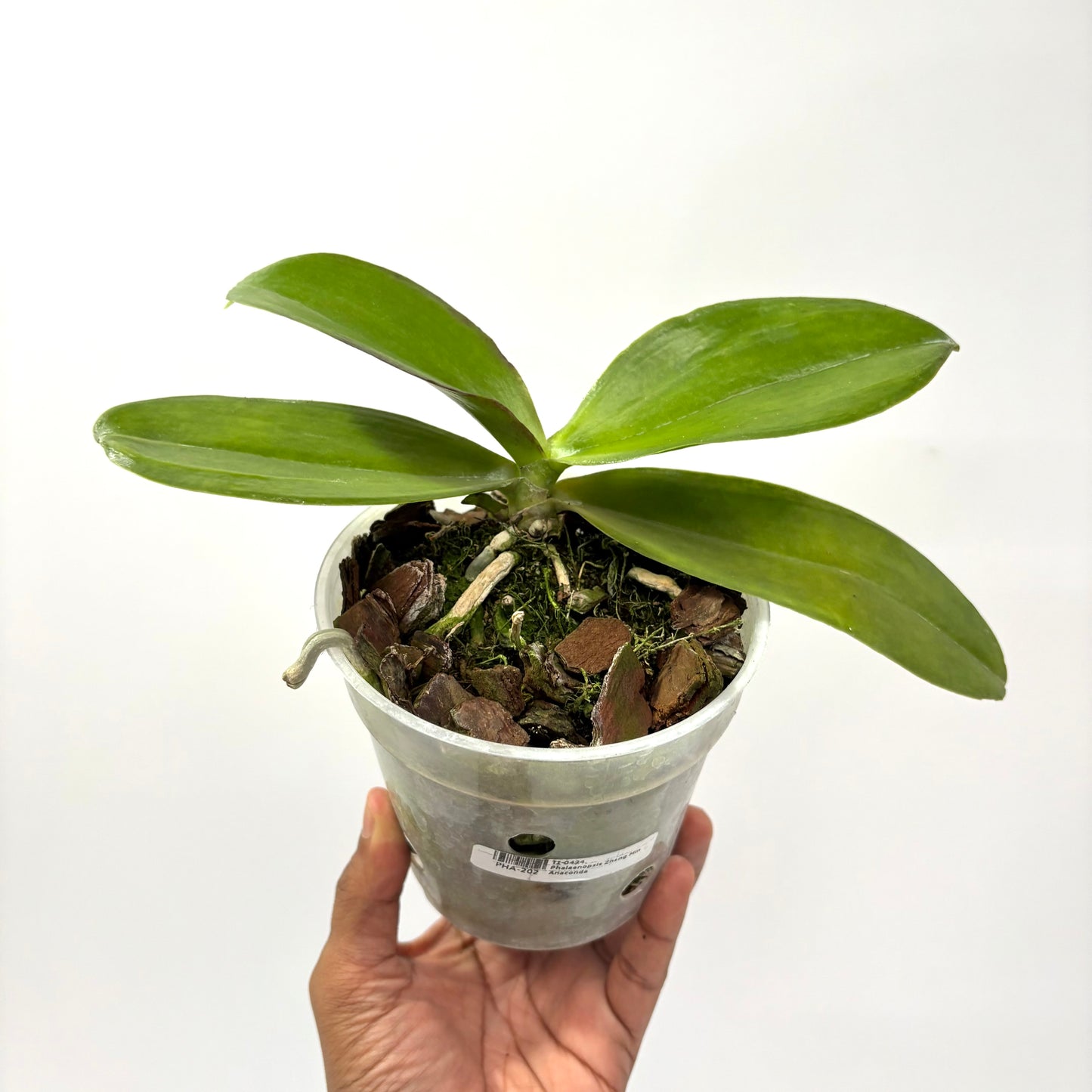 Phalaenopsis Zheng Min Anaconda Orchid Plant - FF