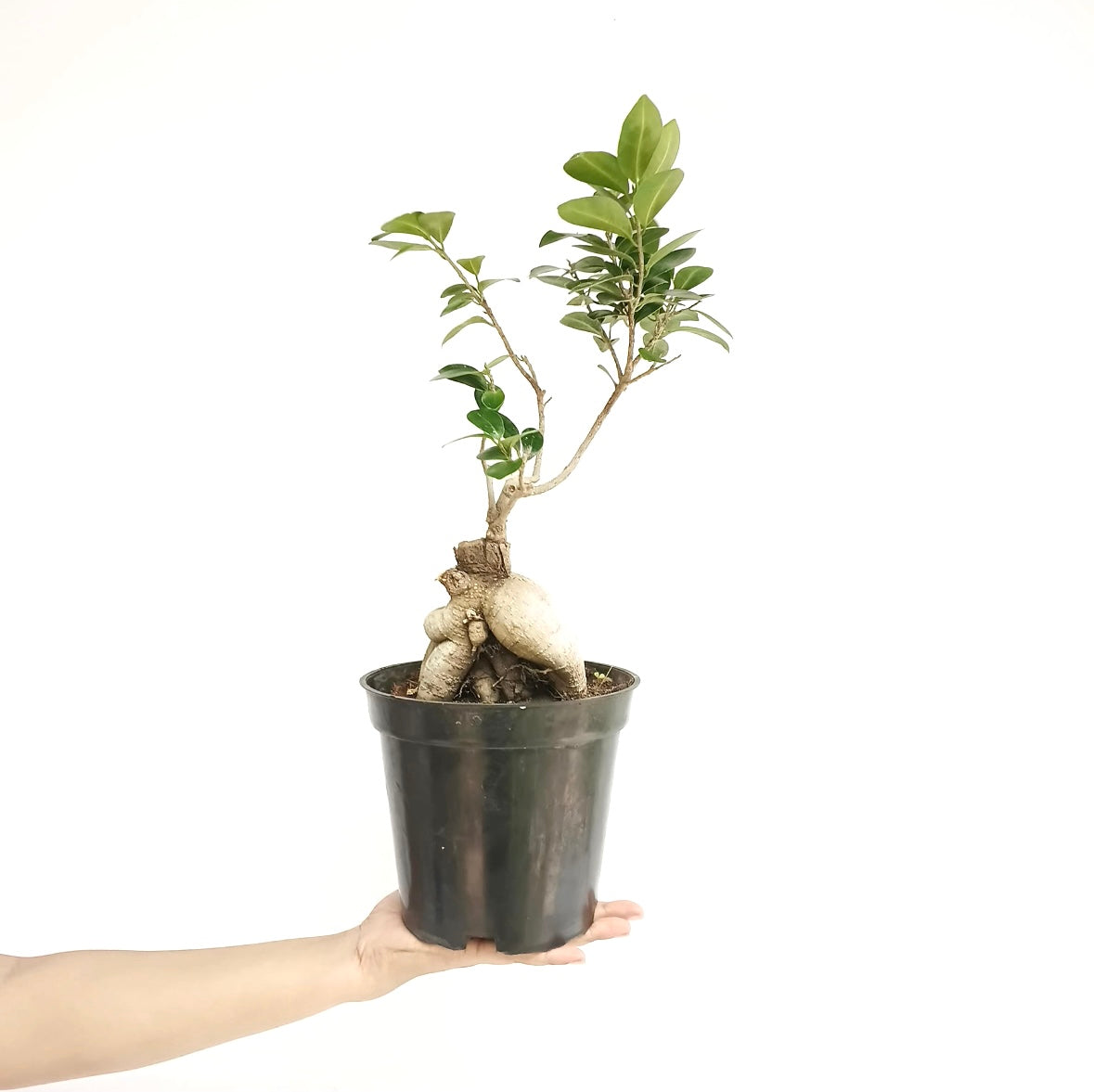 Ficus Bonsai Plant