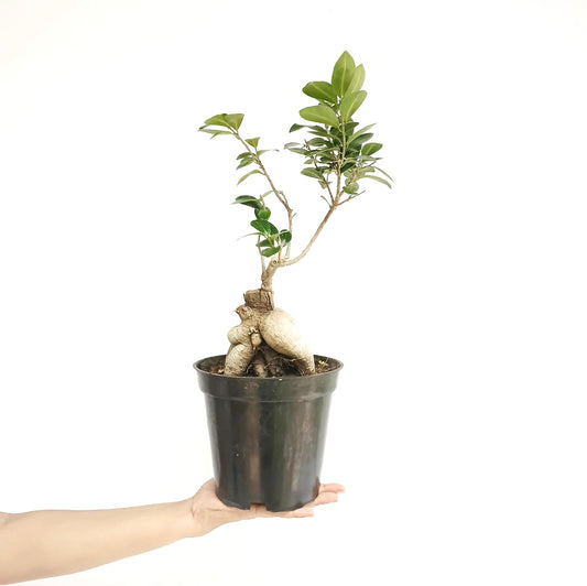 Ficus Bonsai Plant