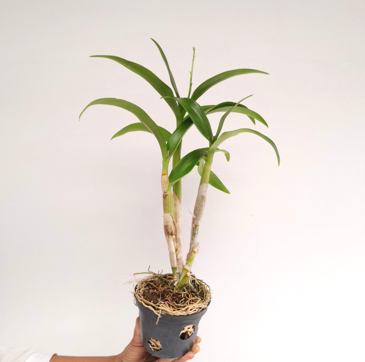 Dendrobium King Dragon Orchid plant - FF