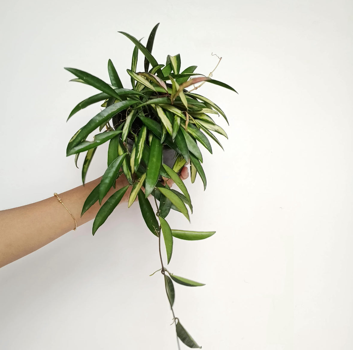 Hoya kentiana variegata Plant
