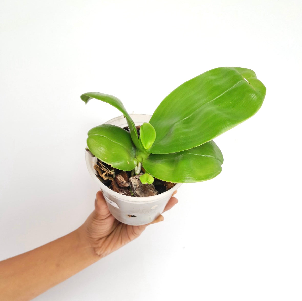 Phalaenopsis Gentle Love x Summer Pretty Orchid Plant - FF